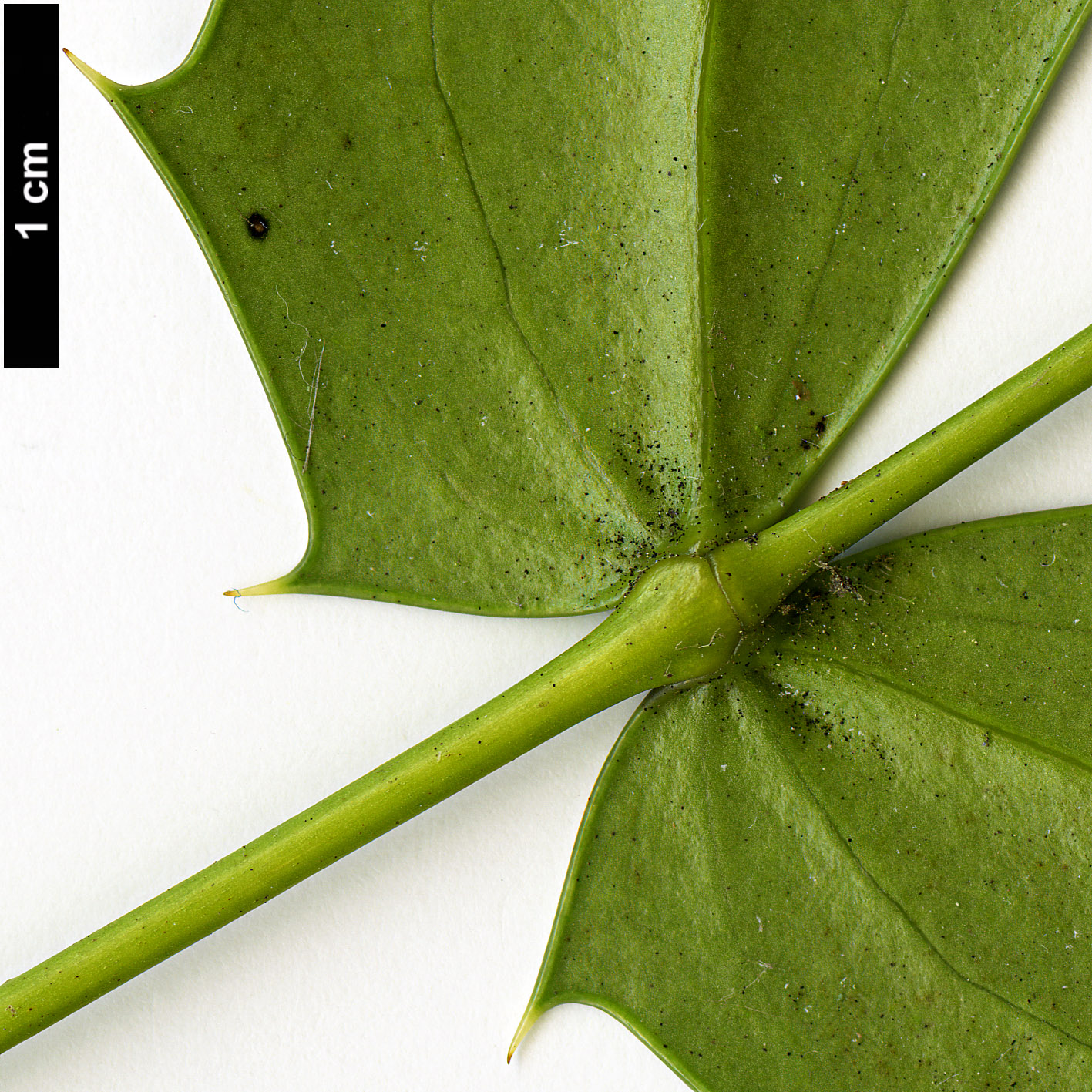 High resolution image: Family: Berberidaceae - Genus: Mahonia - Taxon: ×media (M.japonica × M.oiwakensis subsp. lomariifolia)